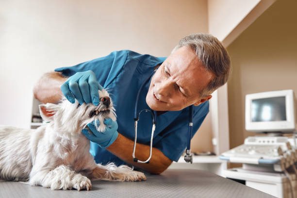 Best Emergency Denture Repair in Le Sueur, MN